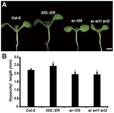 ERECTA Regulates Cell Elongation by Activating Auxin Biosynthesis in Arabidopsis thaliana